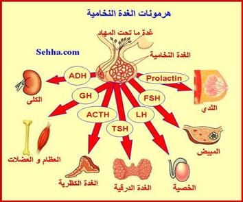 كيف تتخلص من هرمون الحليب