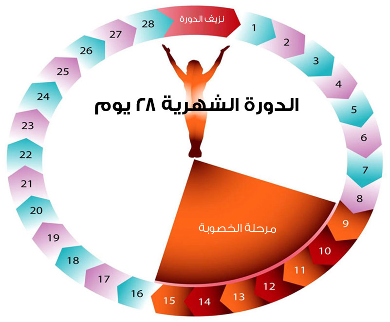 فترة التبويض بعد الدورة الشهرية