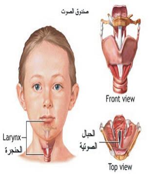 تمارين للصوت