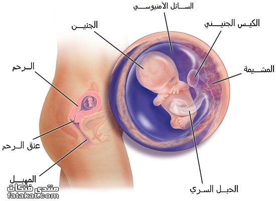 مراحل تطور الجنين شهر بشهر 8B095882E627C0C5630F23785332E22B