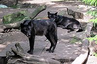 الذئب الرمادي 200Px Timberwolf Juli 2009 Zoo Hannover