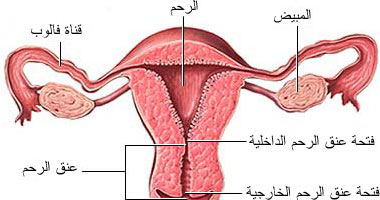 هل تاتي الدورة اثناء الحمل 4479761A4029Bd2E78A24656Cc0C3228