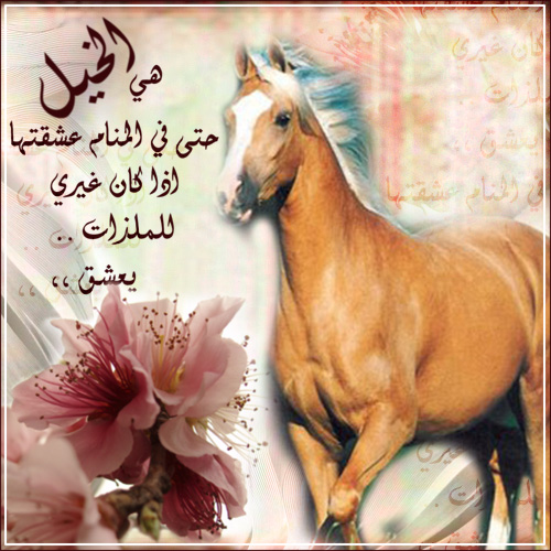 كلمات عن الخيل 3577Bca2Cc6De3B136518D1C4Fecd079