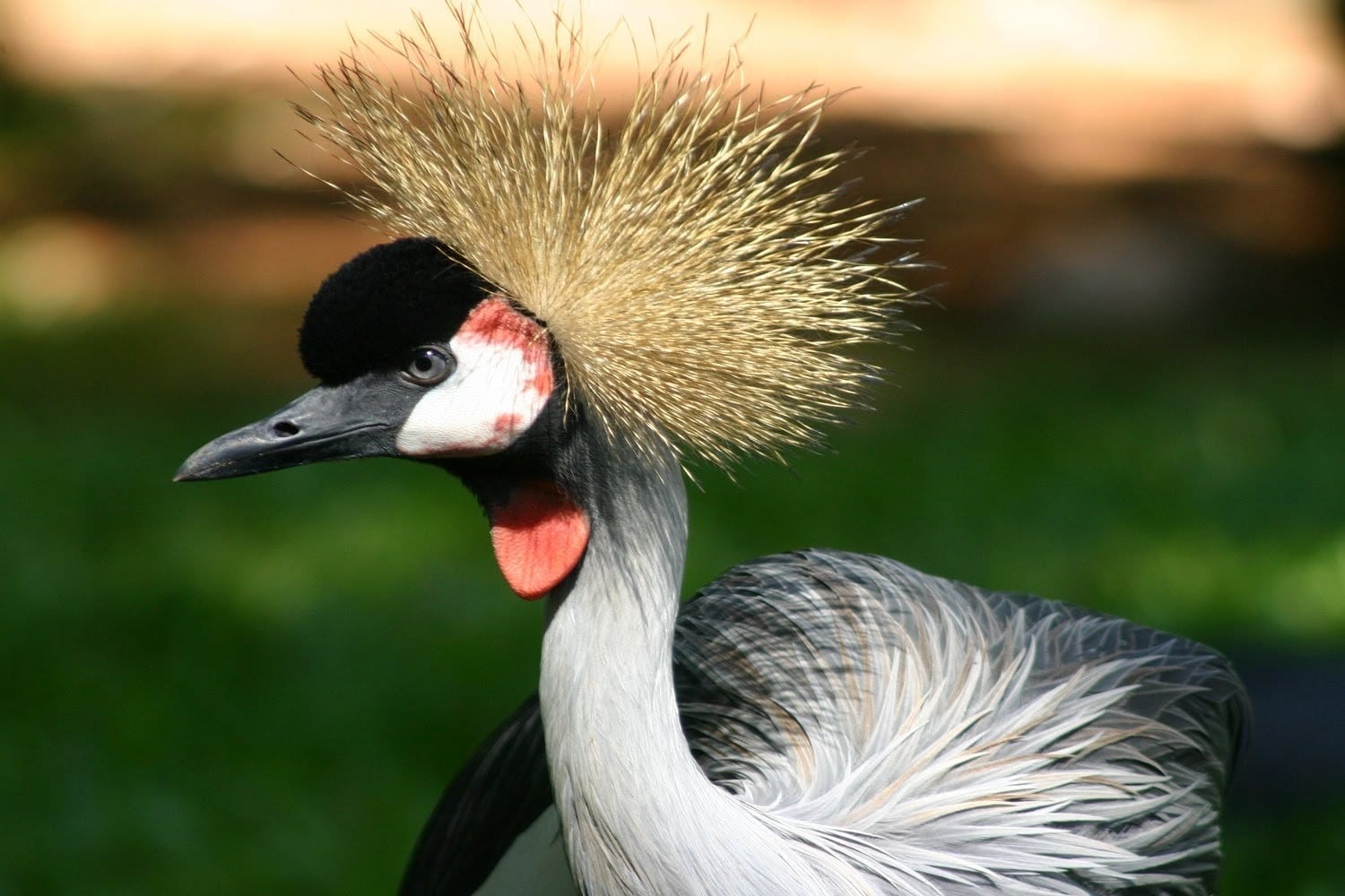 طائر الغرنوق , معلومات عن طائر الغرنوق الساحر