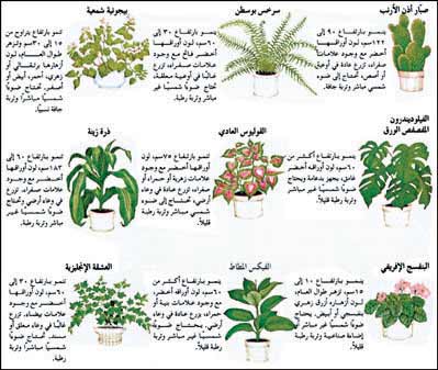 كيفية الاعتناء بالنباتات المنزلية