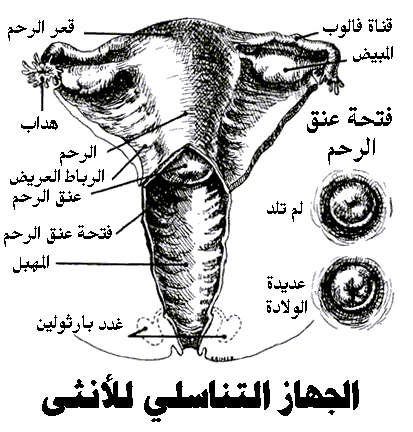 اسباب نزول دم اسود من المهبل 13115