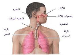 الجهاز التنفسي تعريف