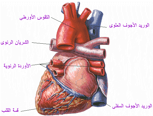 صورة لقلب الانسان F88Cc618De3907B6D15C6C5Cd67Ed224