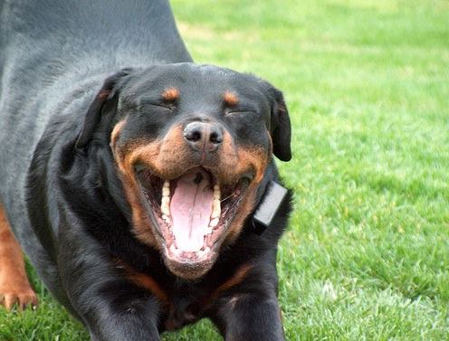 روت فايلر Rottweilers 10215