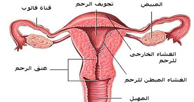 تاخر الدورة الشهرية 3 ايام 13416 1