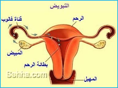 نزول سائل ابيض من المهبل قبل الدورة