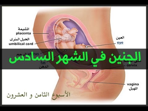 اعراض الحمل بالشهر السادس