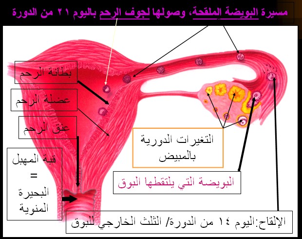 دم بني قبل الدورة باسبوع