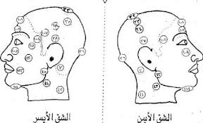 اماكن الحجامه للحمل بالصور 16422