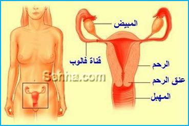 خروج سائل ابيض لزج من المهبل 2959