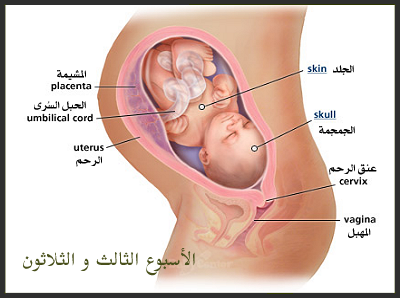 الاسبوع 33 من الحمل اي شهر