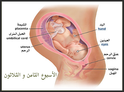 الحامل في الاسبوع 38