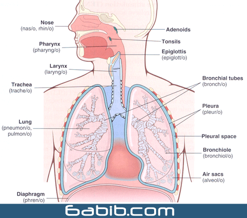 تعريف الجهاز التنفسي ومكوناته 694Bec9D404Ac912E1Bcfa638E63C1C7-Png