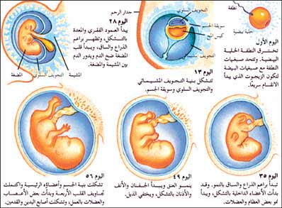 مراحل تطور الجنين