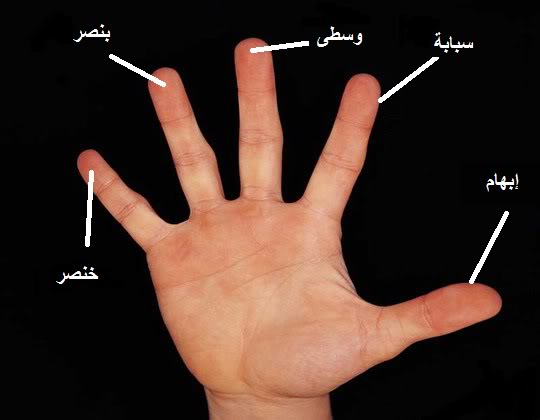 اسماء اصابع اليد بالصور Handsaida 1