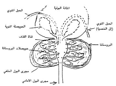 غدة بارثولين والعادة السرية