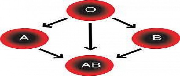 علاقة فصيلة الدم بالانجاب 65D0471Cbf88D935E9Ca69Ffc177D560