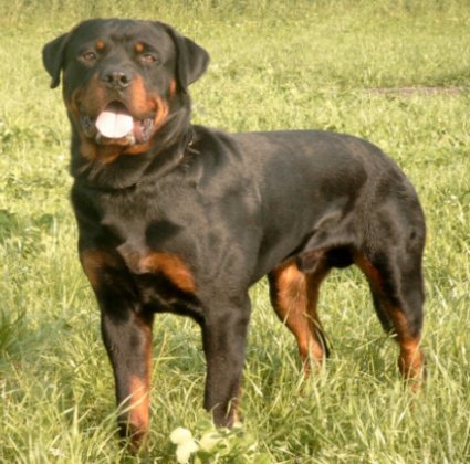 روت فايلر Rottweilers 10215 2