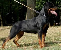 روت فايلر Rottweilers 10215 3