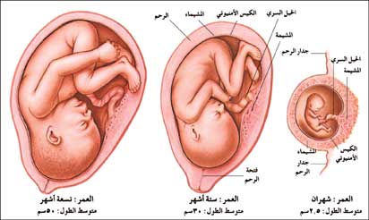 تحركات الجنين في الشهر الثامن 15328