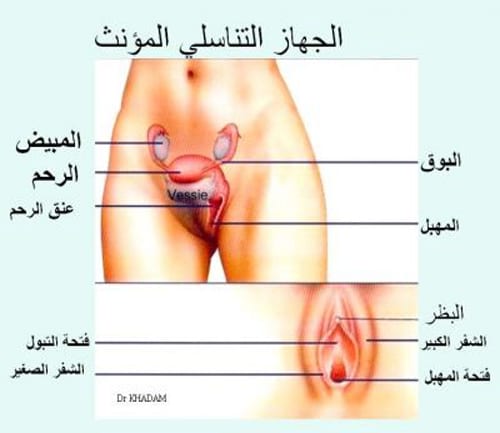 الفرق بين الفتاة العذراء والغير عذراء بالصور