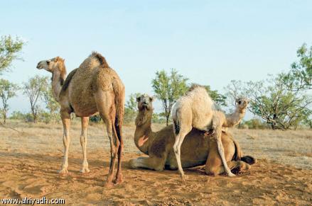 فوائد اكل سنام الجمل , عن الجمل وفوائده