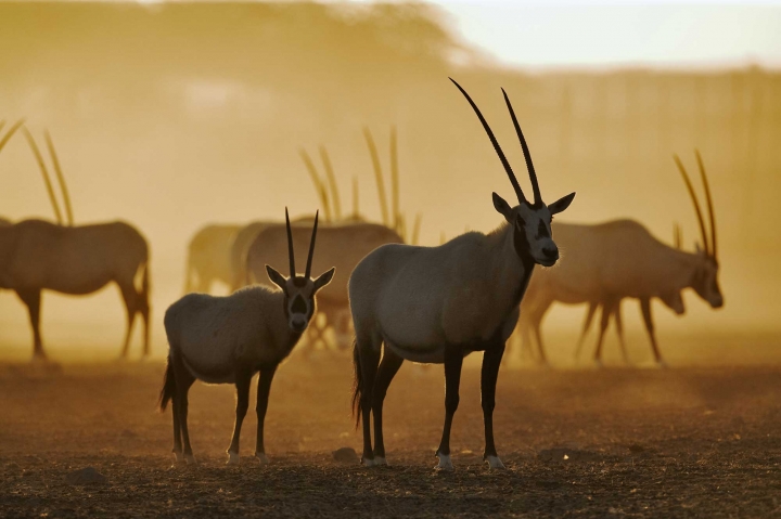 معلومات وصور عن المها العربي 8440