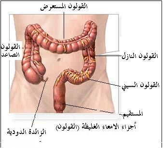 اين يوجد القولون في جسم الانسان 4D6D70A057D1E8B4936E184Ecaed1D3D