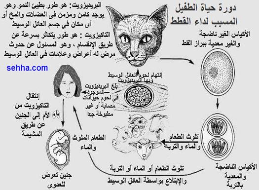 علاج داء القطط اثناء الحمل