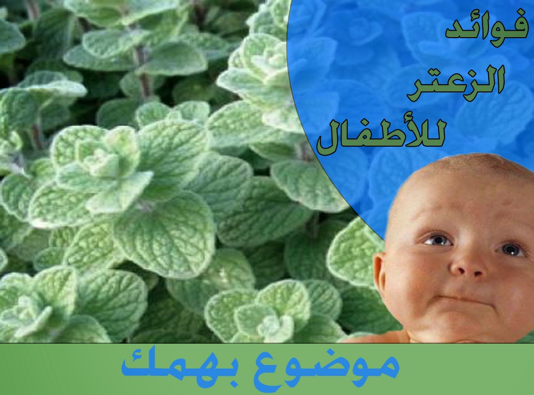 فوائد الزعتر للاطفال الرضع - الزعتر وفائدته العظيمه 2348 1