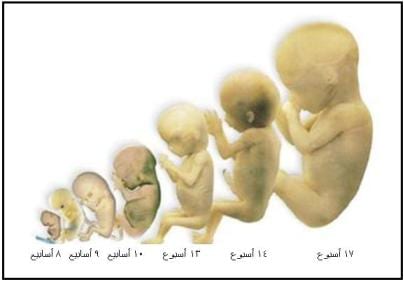 مراحل تكوين الجنين مكنتش أتوقعها - مراحل تكوين الجنين في القران 945Fc5949805Cec344Ebda44D3B3D44E