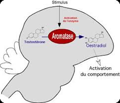 Oestradiol هرمون Oestradiol D987D8B1D985D988D986