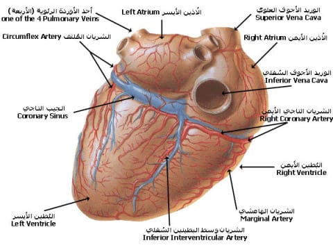 القلب يستعمل كدة معقول ياناس , اجزاء القلب وطريقة عمله