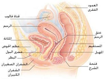 جهاز تناسلي للمراة