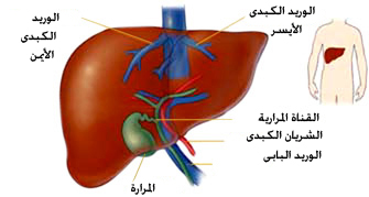 الصفراء والكبد