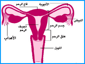 الجهاز التناسلي للمراة العذراء 12903