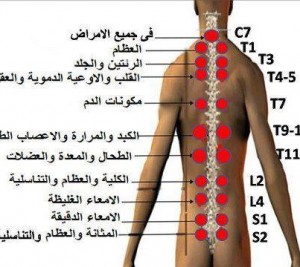 اماكن الحجامه للحمل بالصور 16422 1