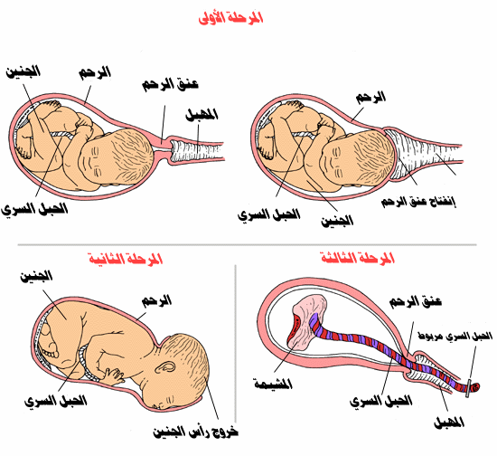 راس الجنين في الحوض 32998Ad03357573F75723188Da0720Ef