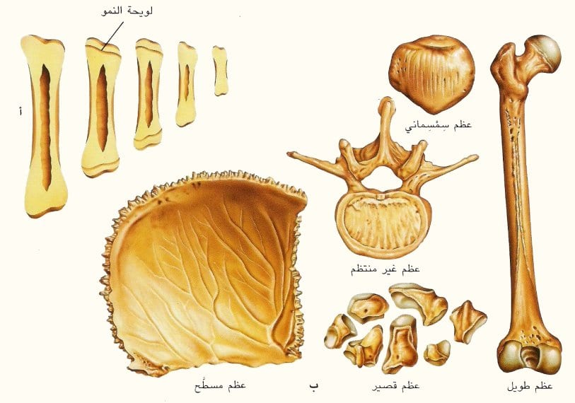 والله ولا كنت اعرف عدد العظام في الجسم - كم عدد العظام في جسم الانسان العظام ما هي- وما وظيفتها-2