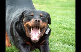 روت فايلر Rottweilers 10215 1