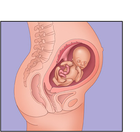 الحمل في الشهر الرابع