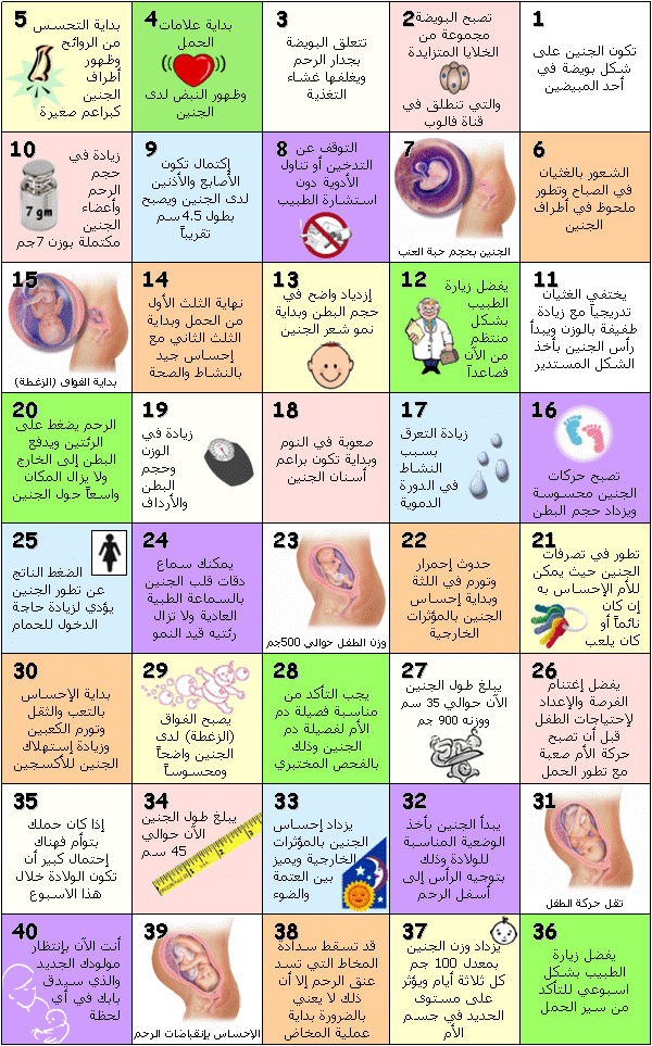 حساب عمر الجنين بالاسابيع , كيف اعرف عمري البيبي سريعا