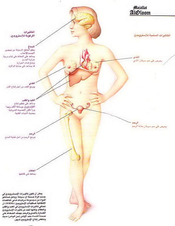 ماهو الاستروجين 8C8Cba72F5Adcd9657417743C85D876F