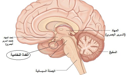 عملت تحليل الغدة النخامية اليوم , تحليل الغدة النخامية