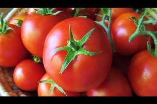 فوائد الطماطم للجنين 1631 1 310x205